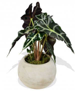 Garden Alocasia Amazonica Polly Flowers & Plants Co.