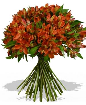 Garden Alstro Glow Flowers & Plants Co.