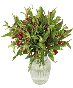 Garden Alstroemeria Bliss Flowers & Plants Co.