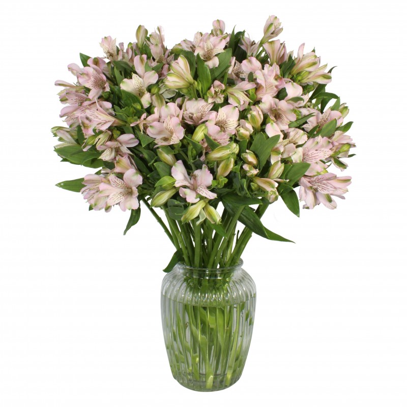Garden Alstroemeria Forever Flowers & Plants Co.