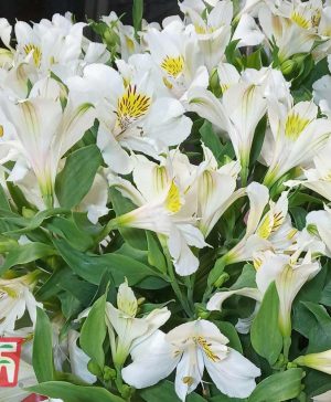 Garden Alstroemeria 'New Tree Everest Clear' Thompson & Morgan