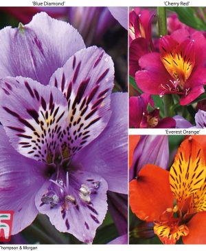 Garden Alstroemeria 'New Tree Everest Mix' Thompson & Morgan