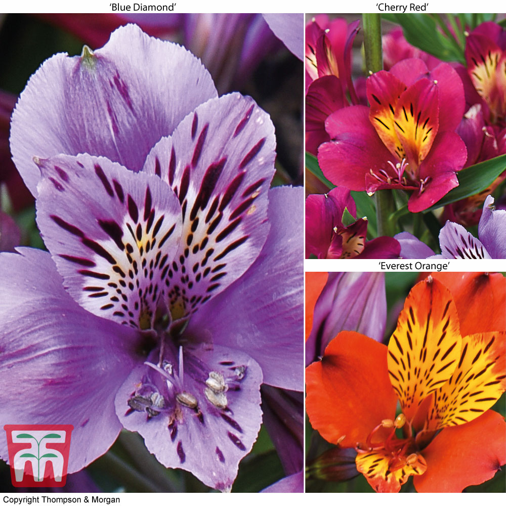 Garden Alstroemeria 'New Tree Everest Mix' Thompson & Morgan