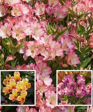 Alstroemeria Summer Collection