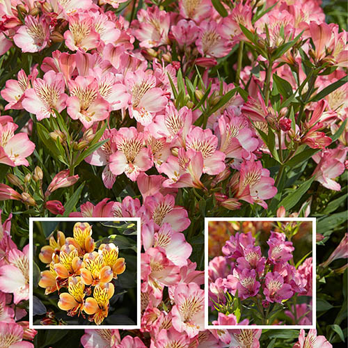 Alstroemeria Summer Collection