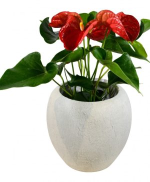 Garden Anthurium (Red) Flowers & Plants Co.