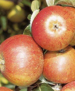 Apple Coxs Orange Pippin Tree