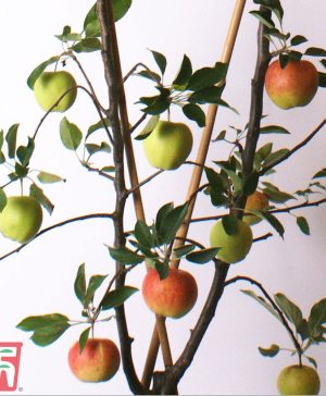 Garden Apple Duo Patio Fruit Trees Thompson & Morgan