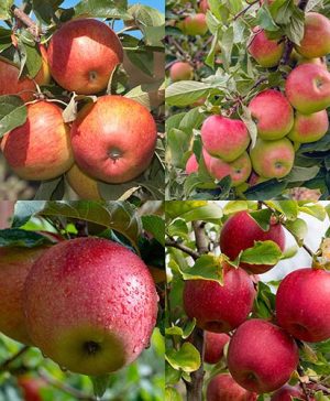 Apple Four Variety Family