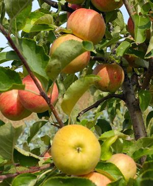 Apple Malus domestica Champion