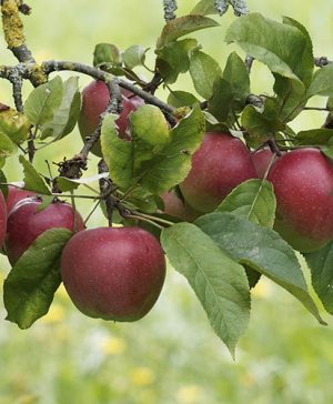 Apple Malus domestica Elshard