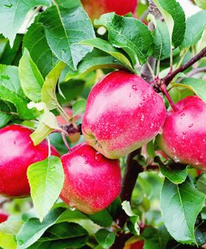 Apple Malus domestica Gloster