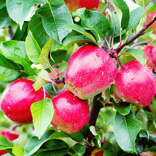 Apple Malus domestica Gloster