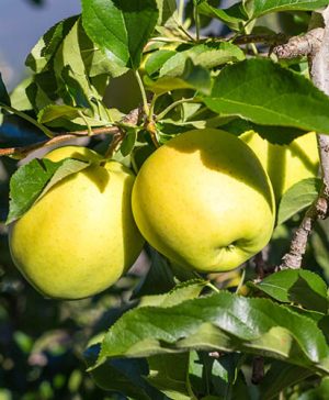 Apple Malus domestica Golden Delicious