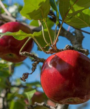 Apple Malus domestica Idared
