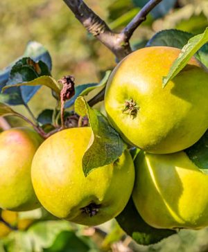 Apple Malus domestica Jonagold