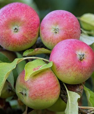 Apple Malus domestica Rubinstar