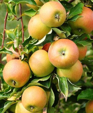 Apple Patio Jonagold