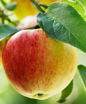 Apple Patio Summerred