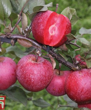 Garden Apple Tree 'Maria' Thompson & Morgan