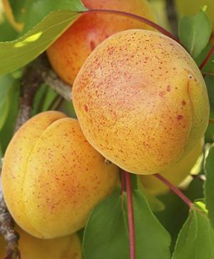 Apricot Early Moorpark Tree