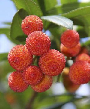 Arbutus unedo (Strawberry Tree)