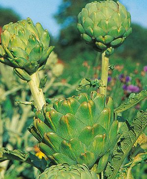 Artichoke Imperial Star