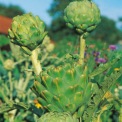 Artichoke Imperial Star