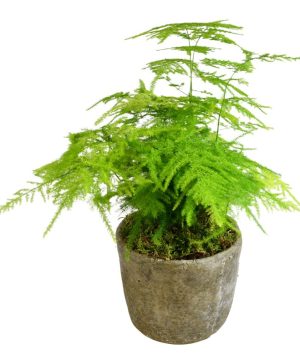 Garden Asparagus Fern Flowers & Plants Co.