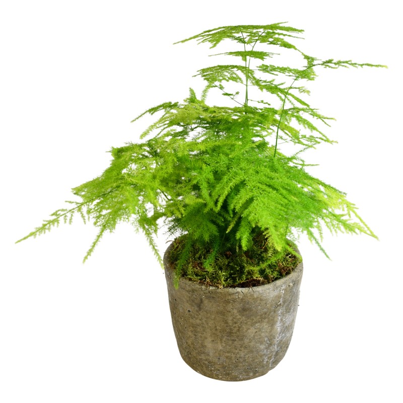 Garden Asparagus Fern Flowers & Plants Co.