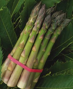 Asparagus Pacific 2000 crowns