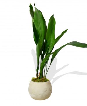 Garden Aspidistra Elatior Flowers & Plants Co.