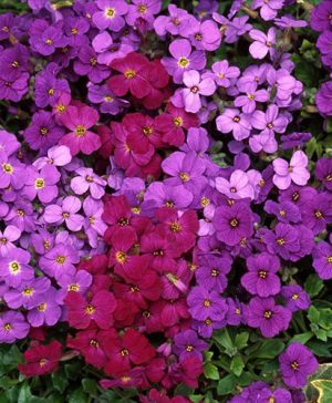 Aubretia Royal Mix
