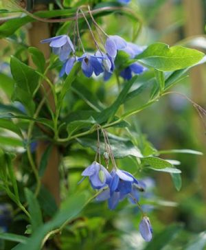Australian Bluebell Creeper