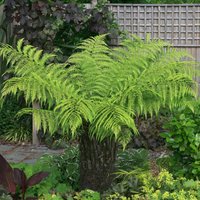 Australian Tree Fern at Thompson & Morgan - Image 2