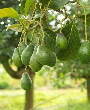 Avocado Tree