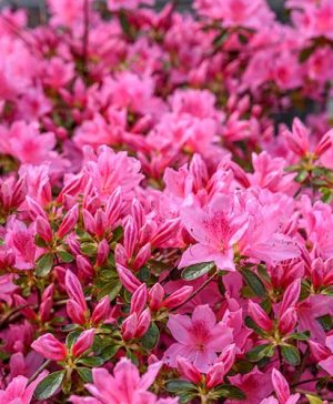 Azalea Evergreen Pink