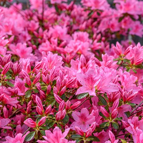 Azalea Evergreen Pink