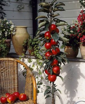 Ballerina Apple Flamenco