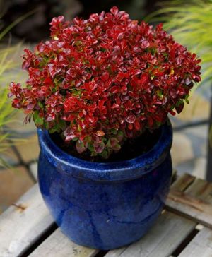 Barberry Berberis thunbergia Lutin Rouge (R)