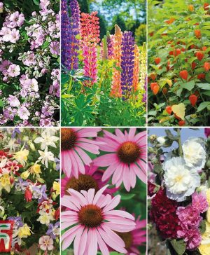 Garden Bare Root Perennial Collection Thompson & Morgan