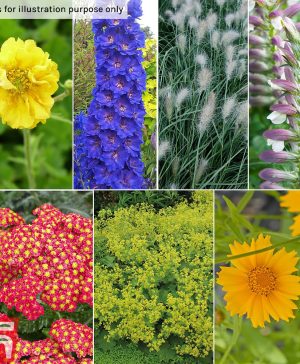 Garden Beautiful Border Perennial Collection Thompson & Morgan
