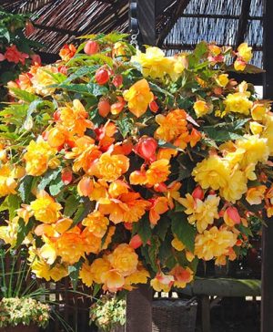 Begonia Apricot Shades Mix