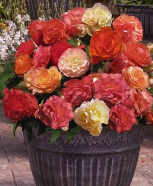 Begonia Heaven Scent