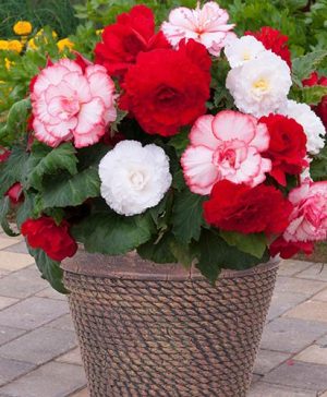 Begonia Majestic Romance Mix