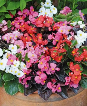 Begonia Organdy Mix