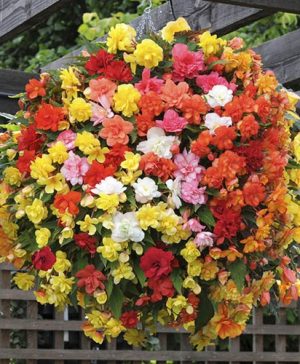 Begonia Super Cascade Mix