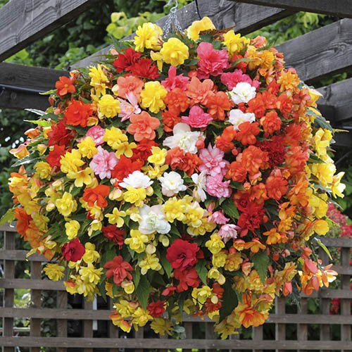 Begonia Super Cascade Mix