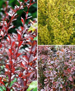 Berberis Collection