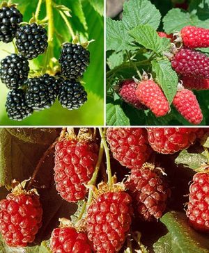 Berry Garden Collection